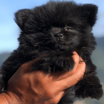 pomerania mini precio negro criadero medellin