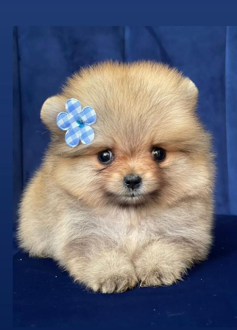Pomerania ruso crema – PomeraniaStore