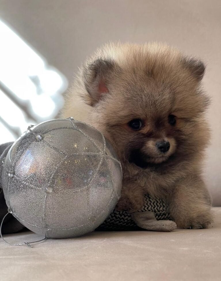 Pomerania ruso sable – PomeraniaStore