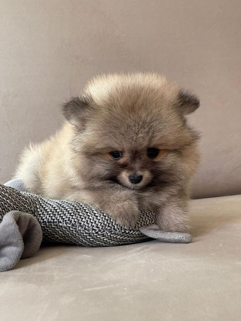 Pomerania ruso sable – foto 2 – PomeraniaStore