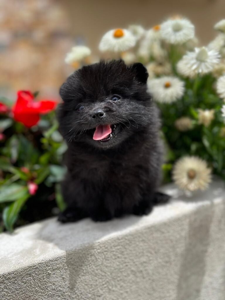 Pomerania tradicional negro – PomeraniaStore