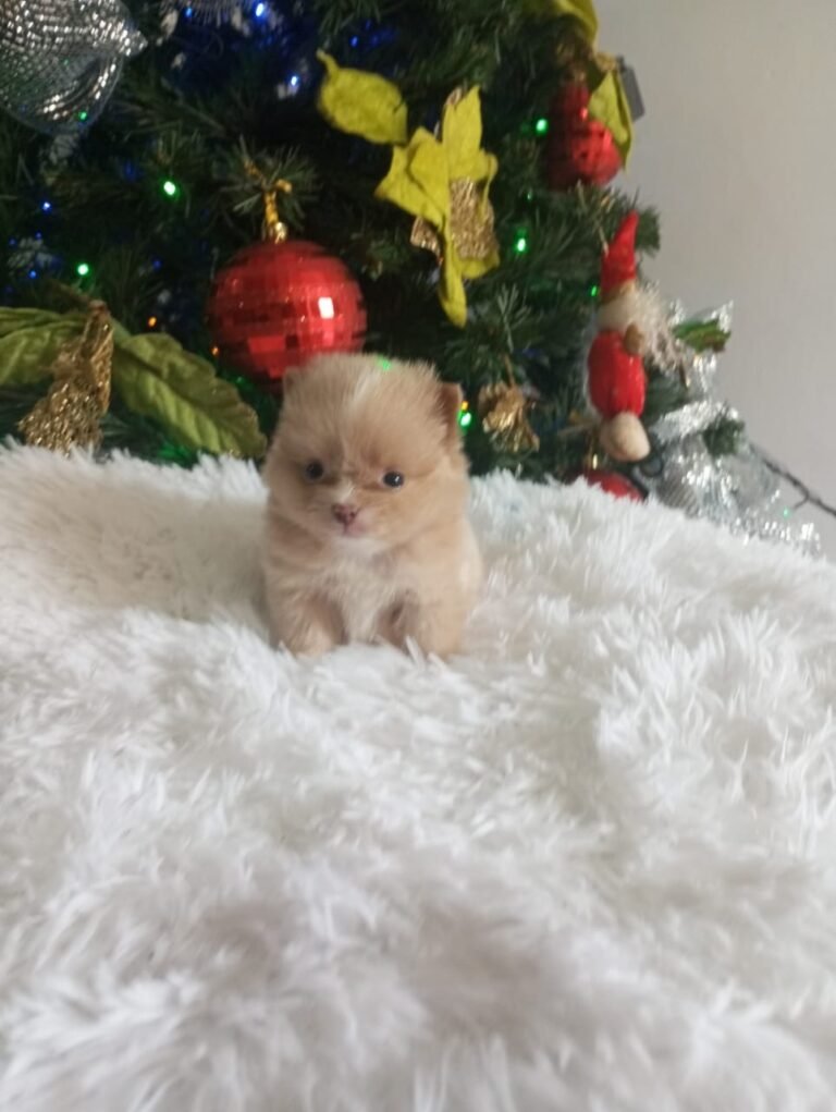 Pomerania tradicional crema macho – PomeraniaStore