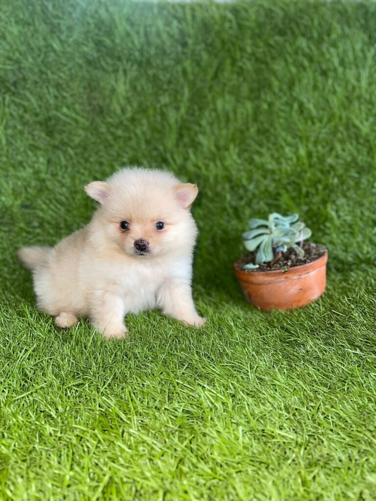 Pomerania tradicional crema – PomeraniaStore