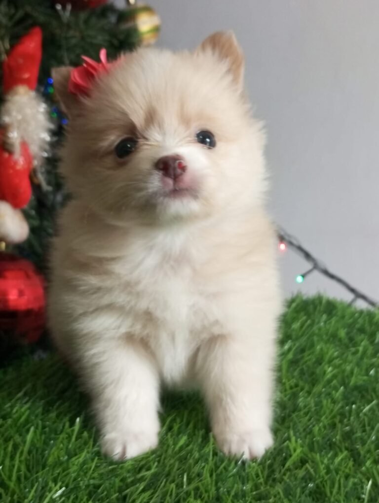 Pomerania tradicional crema hembra – PomeraniaStore
