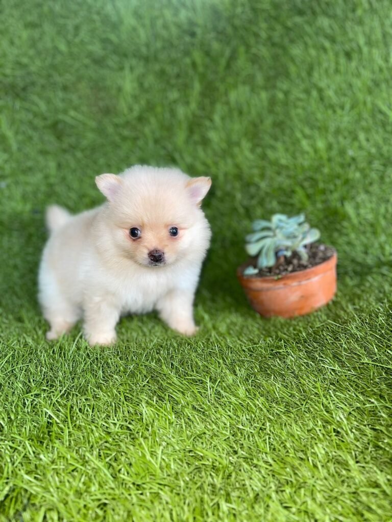 Pomerania tradicional crema – foto 2 – PomeraniaStore