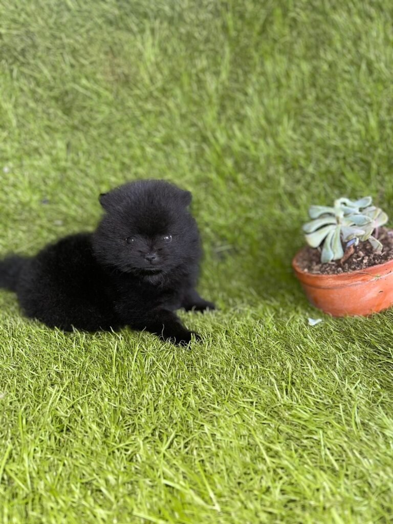 Pomerania tradicional negro – PomeraniaStore