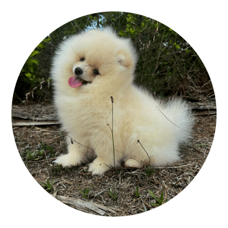 perro cachorro pomerania mini coreano color blanco