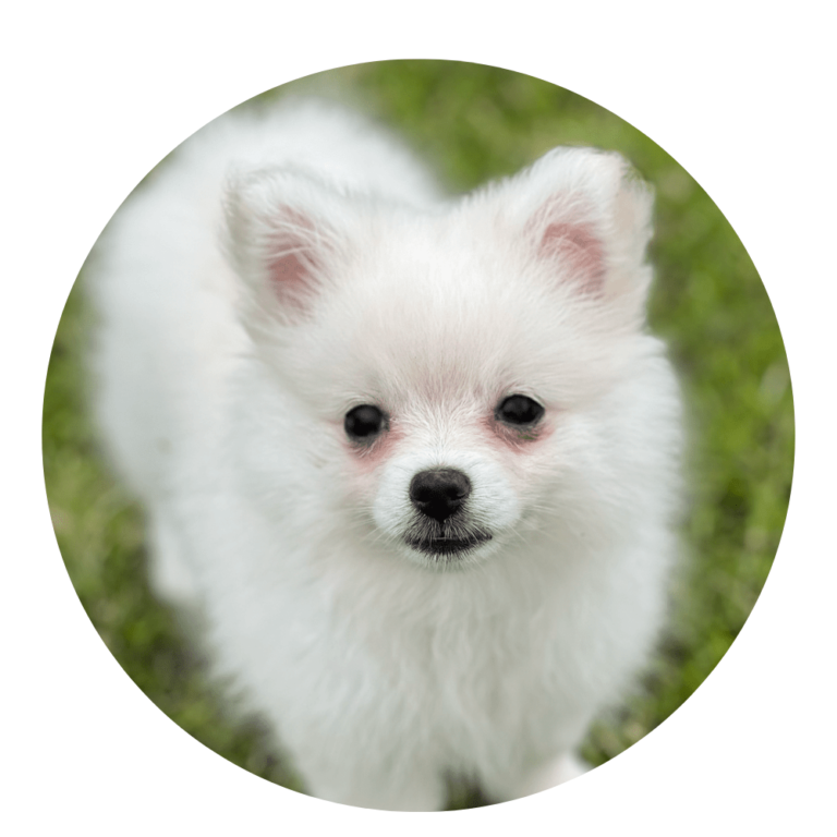 cachorro pomerania mini lulu cara de zorro tradicional blanco