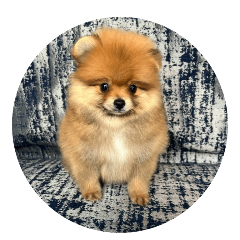 perro cachorro pomerania mini tipo oso color sable naranja