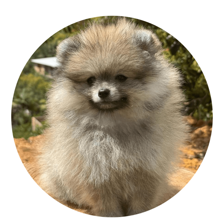 perro cachorro pomerania mini ruso cara de oso color sable cafe