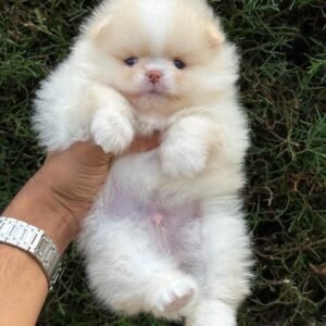 Pomerania ruso blanco – PomeraniaStore