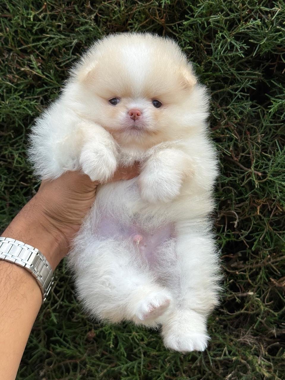 Pomerania ruso blanco – PomeraniaStore