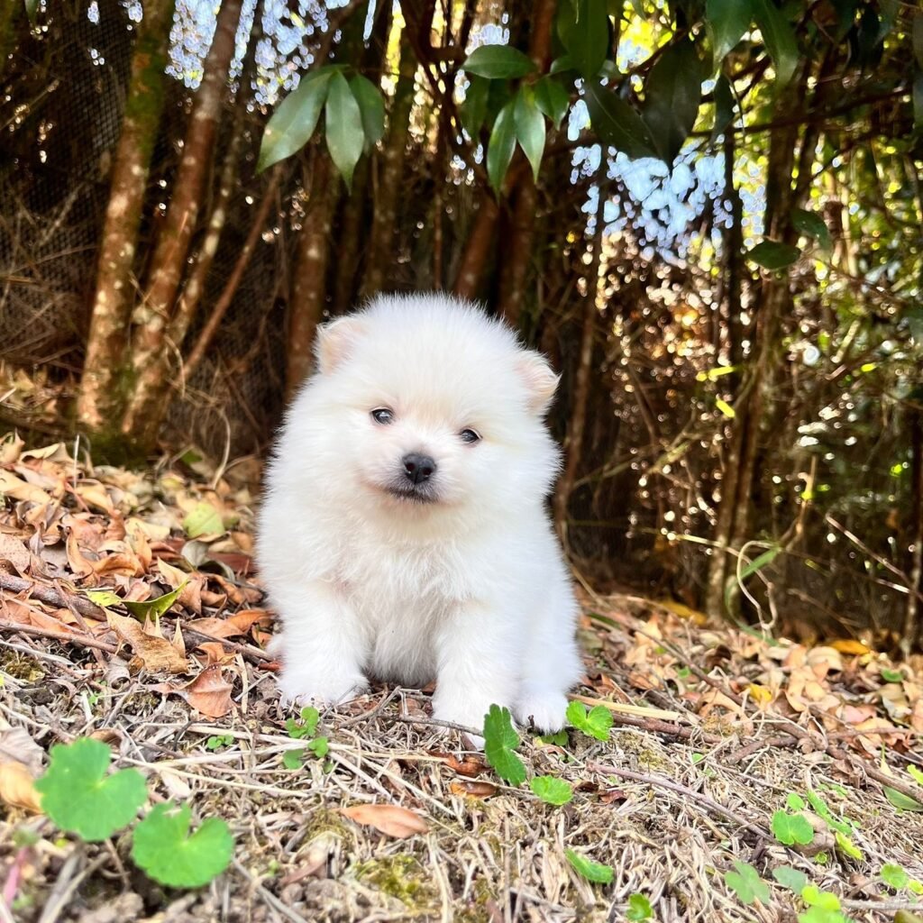 Pomerania tradicional blanco – PomeraniaStore