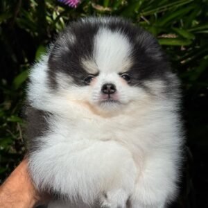 Pomerania ruso tricolor – PomeraniaStore