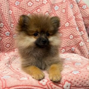 Pomerania tradicional sable – PomeraniaStore