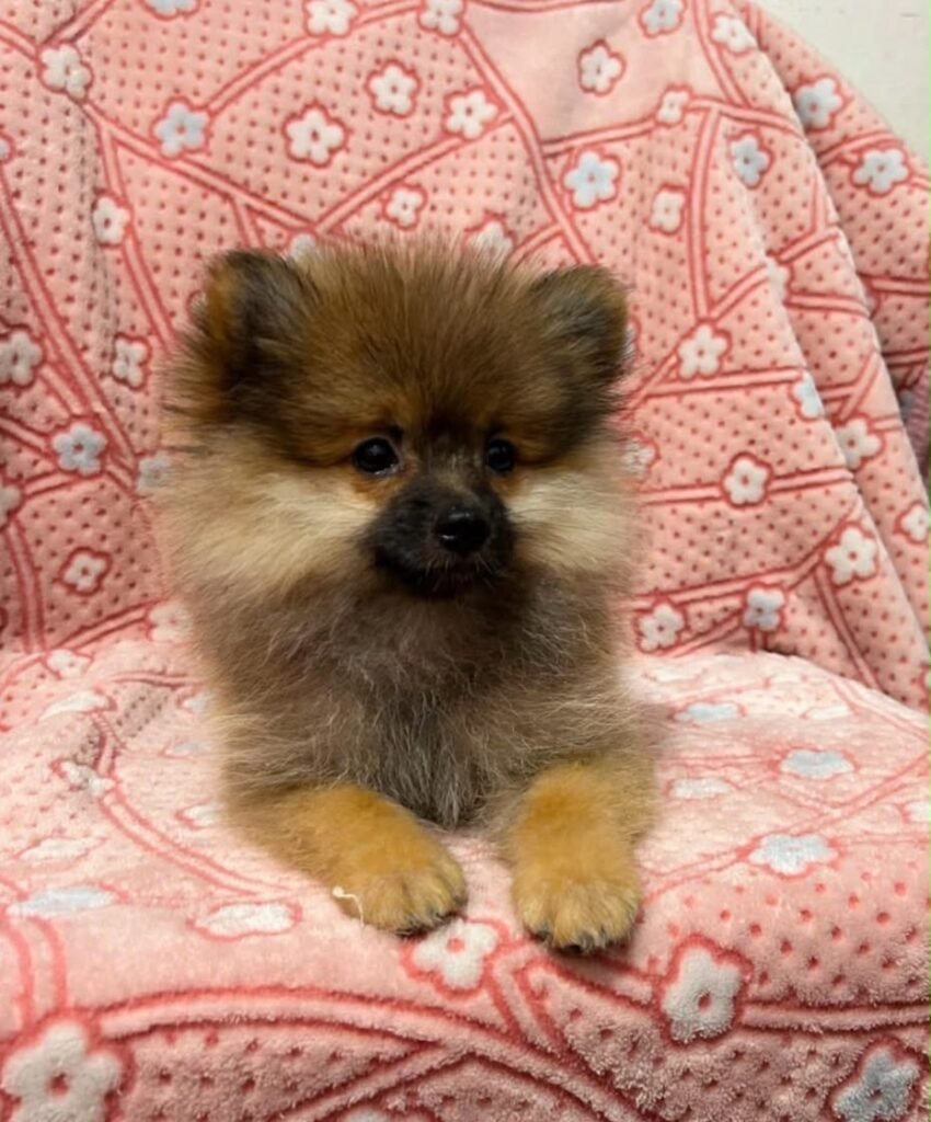 Pomerania tradicional sable – PomeraniaStore