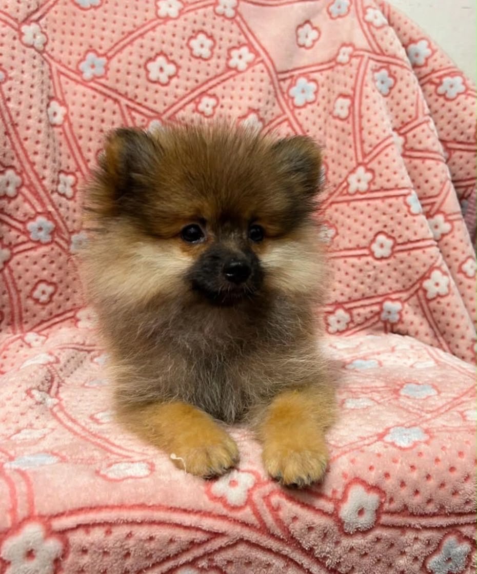 Pomerania tradicional sable – PomeraniaStore