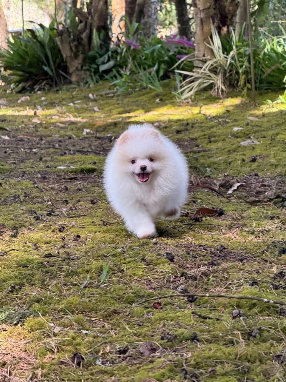 Pomerania ruso blanco – PomeraniaStore