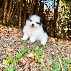 Pomerania tradicional bicolor – PomeraniaStore