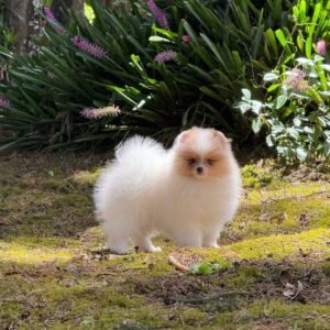 Pomerania ruso bicolor – PomeraniaStore