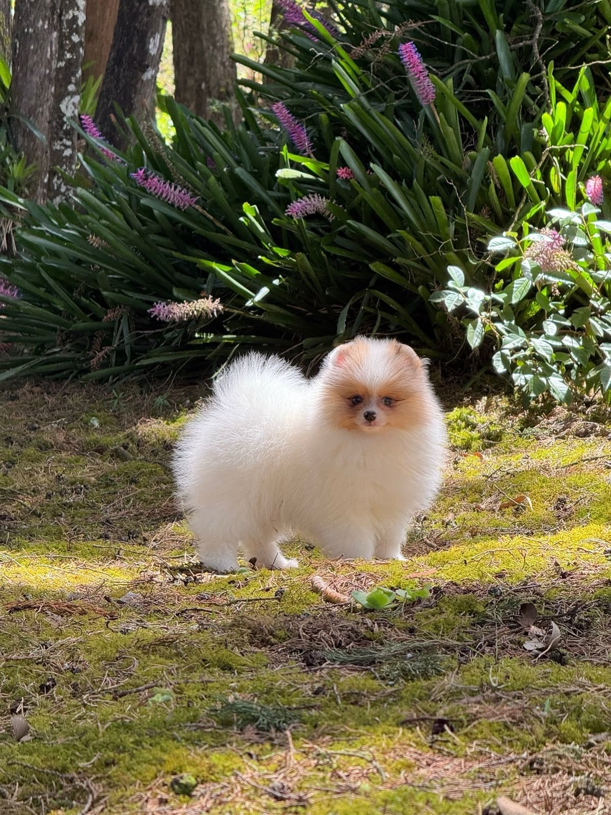 Pomerania ruso bicolor – PomeraniaStore