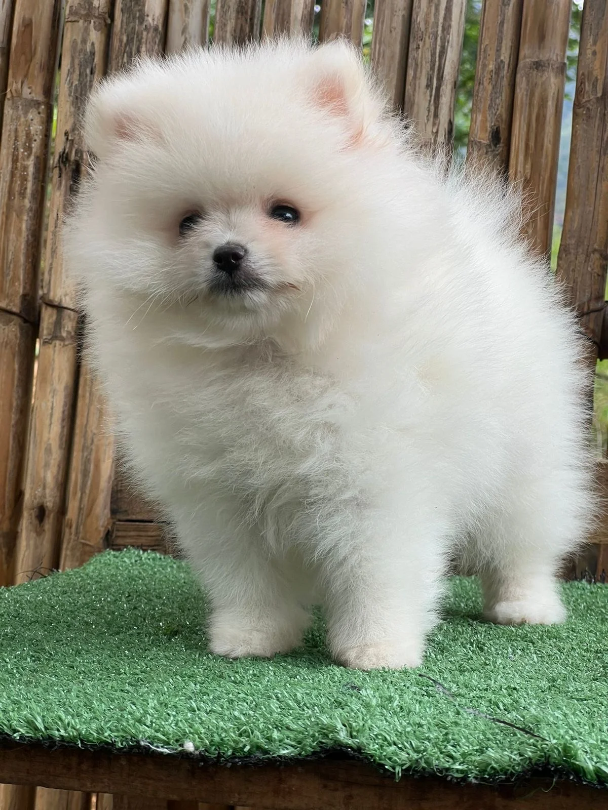 Cachorro Pomerania línea cara de oso blanco de PomeraniaStore