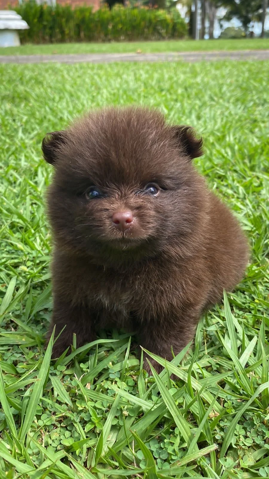 Cachorro Pomerania línea cara de zorro chocolate de PomeraniaStore