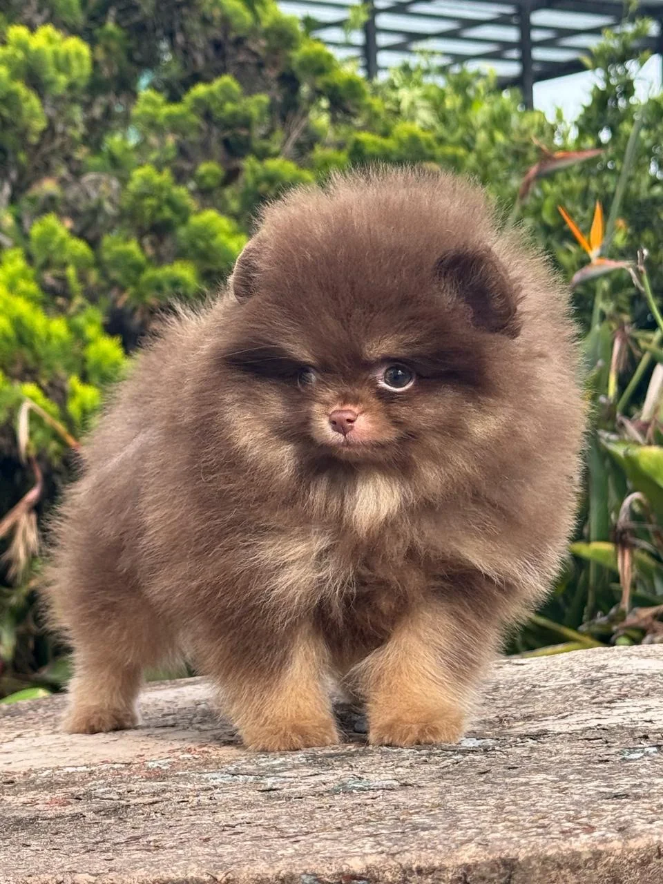 Cachorro Pomerania línea rusa chocolate de PomeraniaStore
