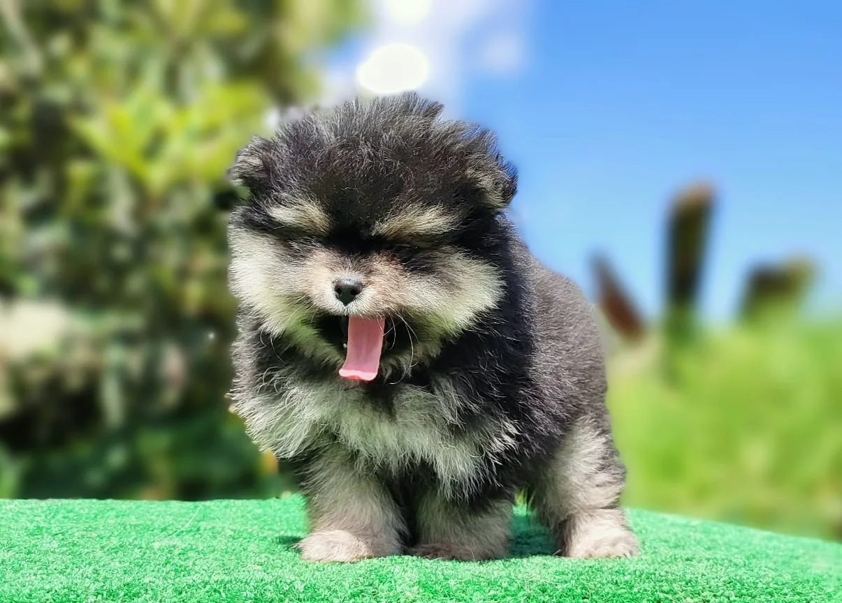 Cachorro Pomerania línea tipo oso black and tan de PomeraniaStore