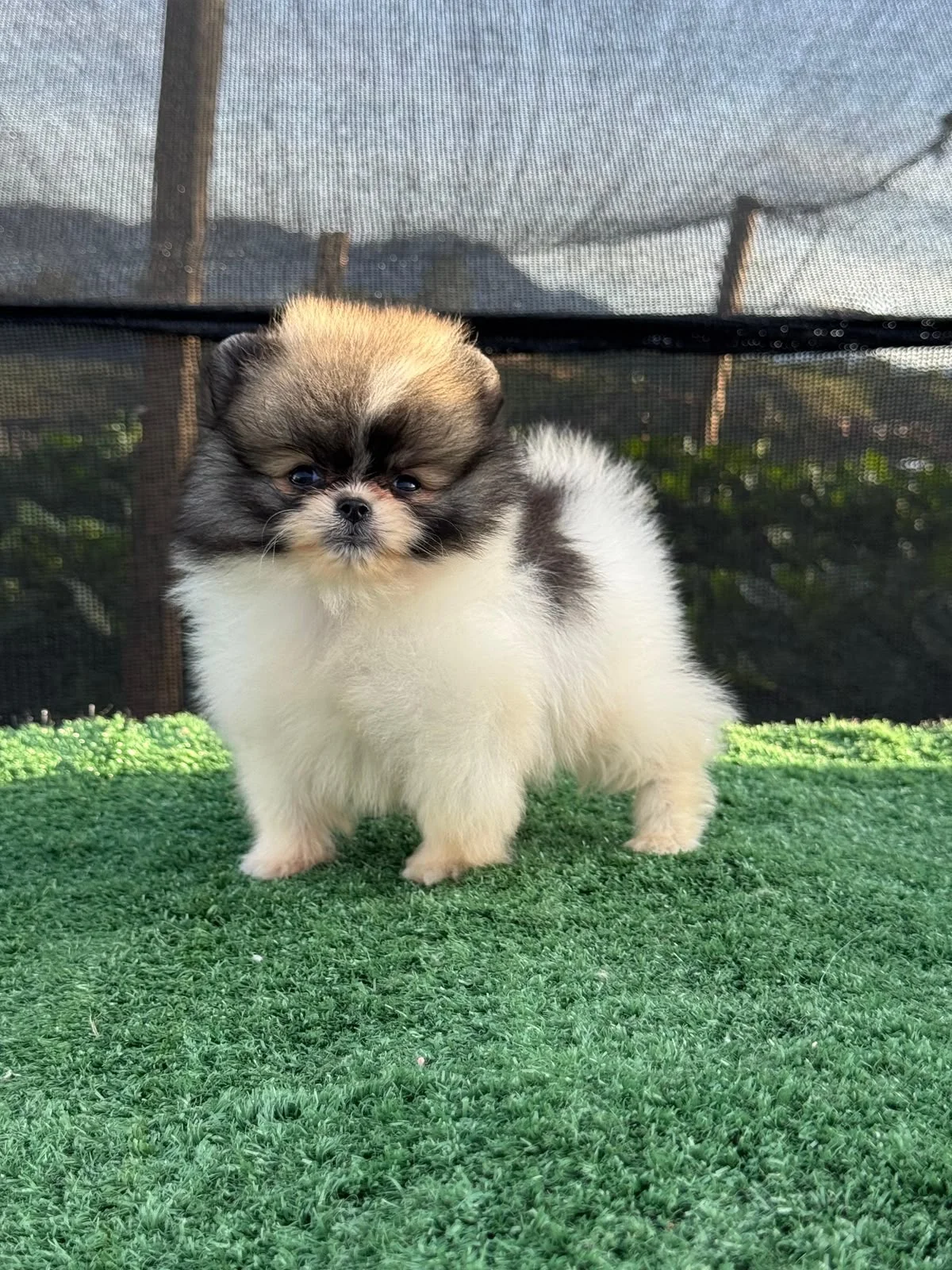 Cachorro Pomerania línea tipo oso tricolor de PomeraniaStore