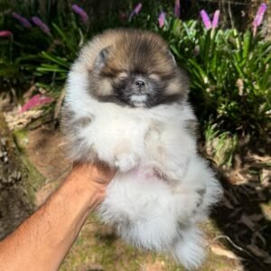 Pomerania ruso sable – PomeraniaStore