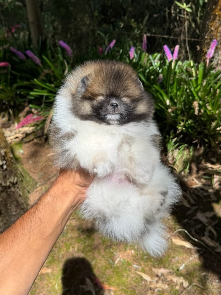 Pomerania ruso sable – PomeraniaStore