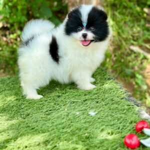 Pomerania tipo oso bicolor – PomeraniaStore