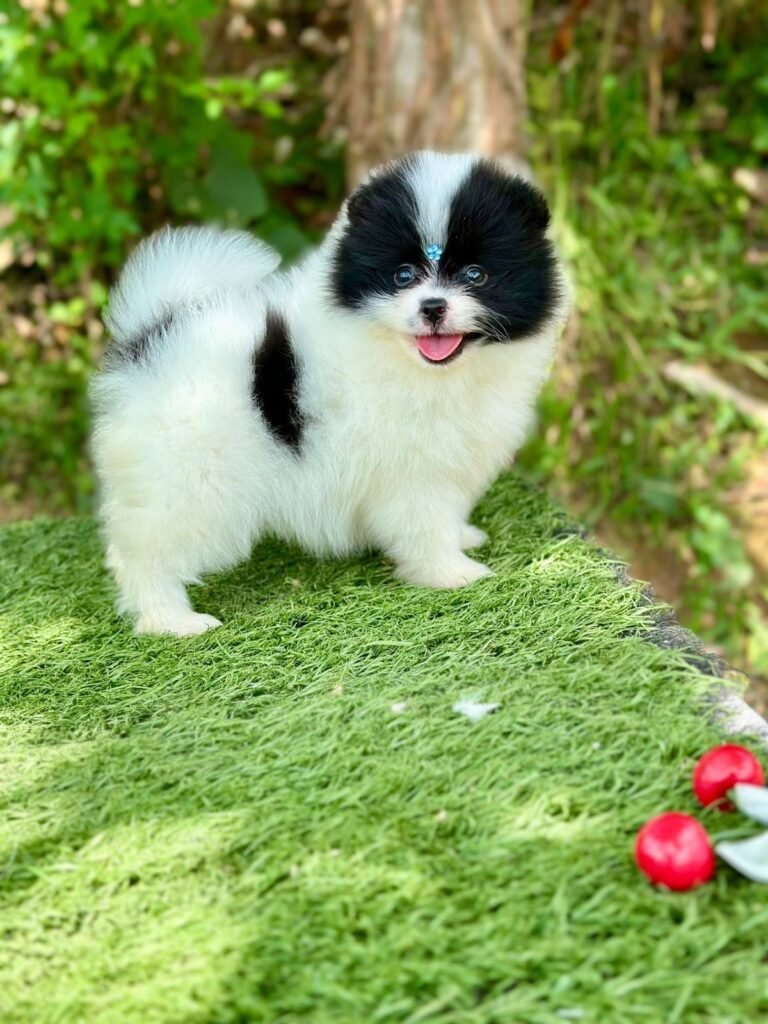 Pomerania tipo oso bicolor – PomeraniaStore