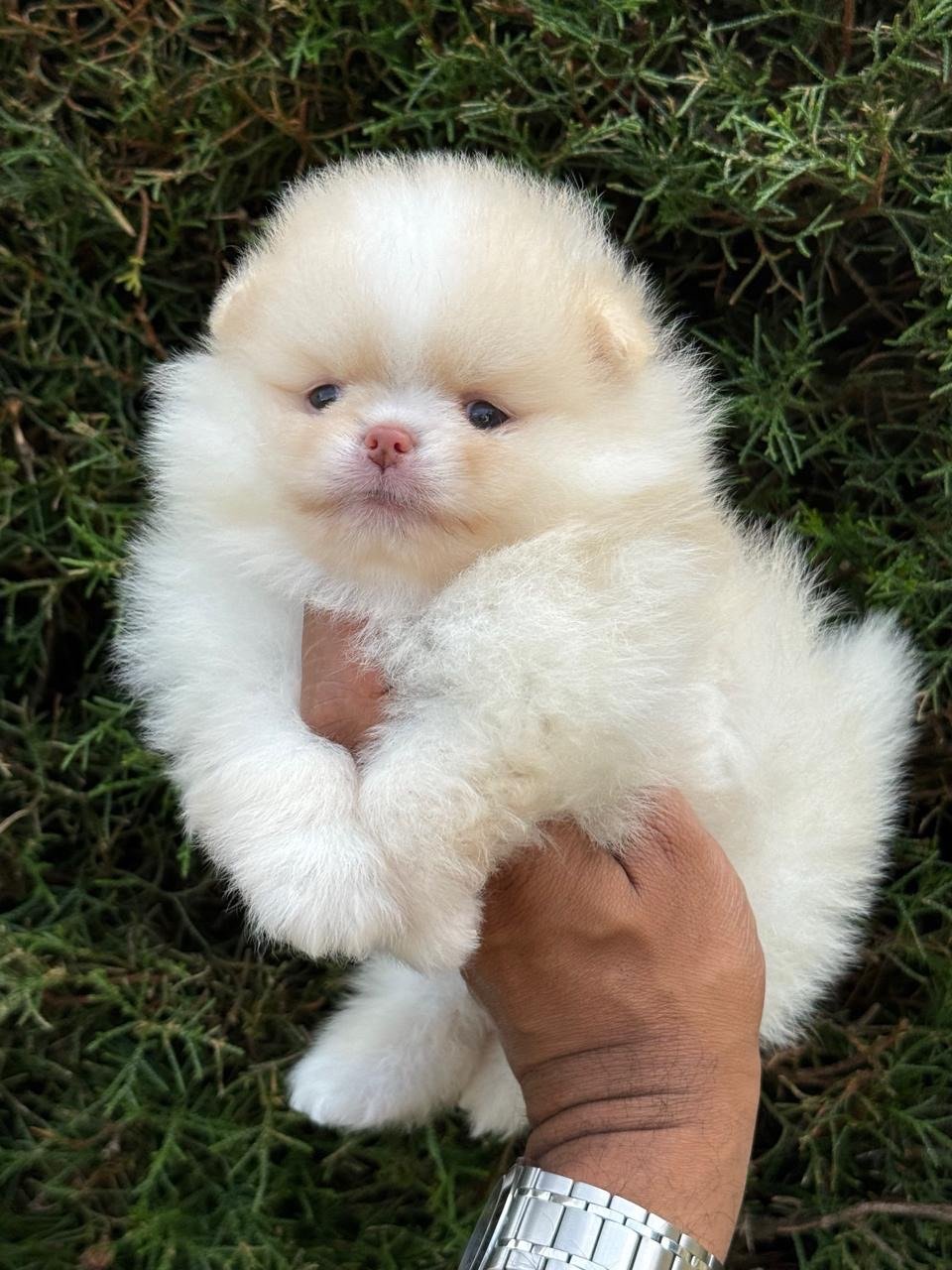 Pomerania ruso blanco – foto 3 – PomeraniaStore