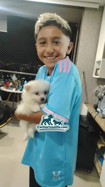 Niño feliz cargando su cachorro Pomerania blanco entregado por PomeraniaStore