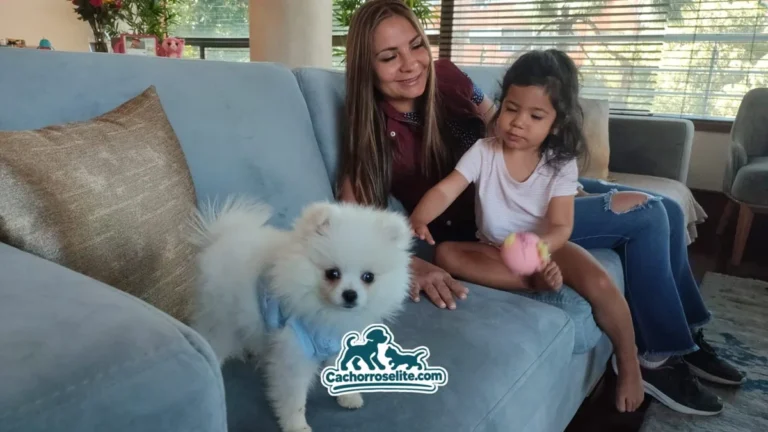 Cachorro Pomerania blanco jugando en el sofá con su familia