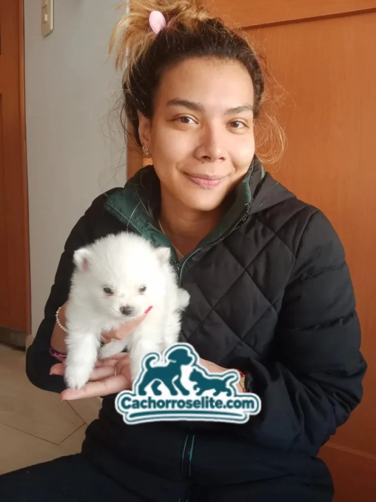 Clienta sonriente con su cachorro Pomerania blanco