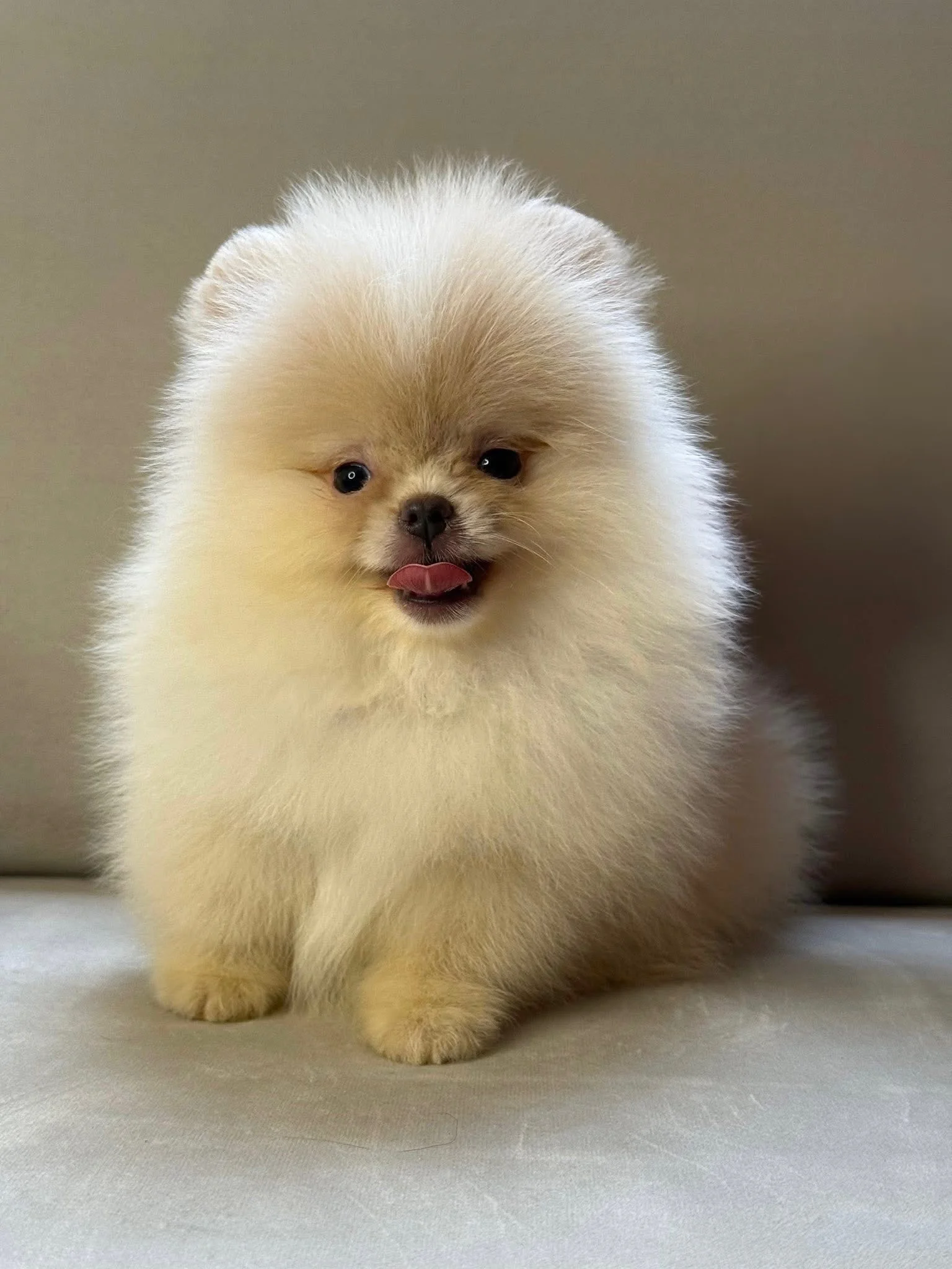 Cachorro Pomerania coreano blanco de PomeraniaStore