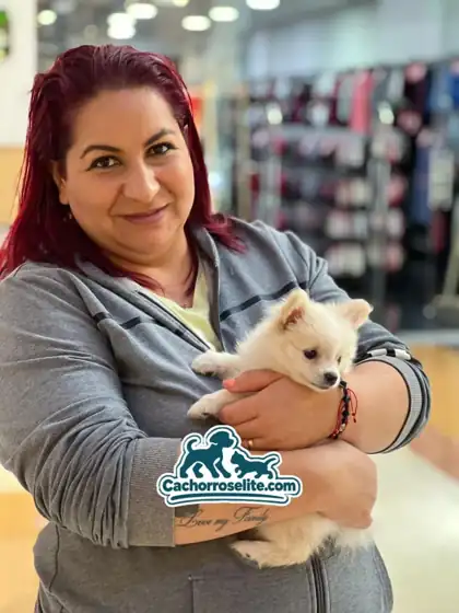 Clienta sonriente abrazando a su cachorro Pomerania crema de PomeraniaStore