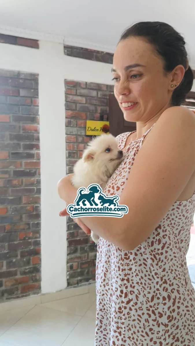 Clienta sonriente cargando su cachorro Pomerania crema de PomeraniaStore