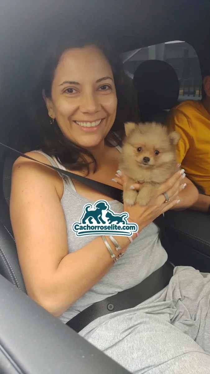 Clienta feliz en el carro con su cachorro Pomerania crema tipo oso