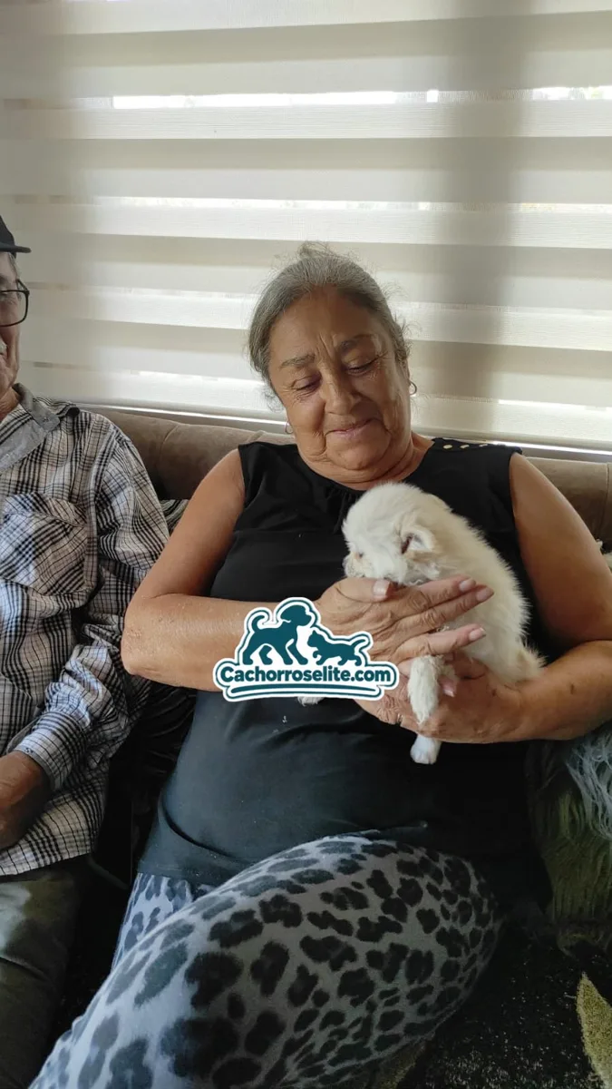 Señora feliz recibiendo su cachorro Pomerania crema en casa