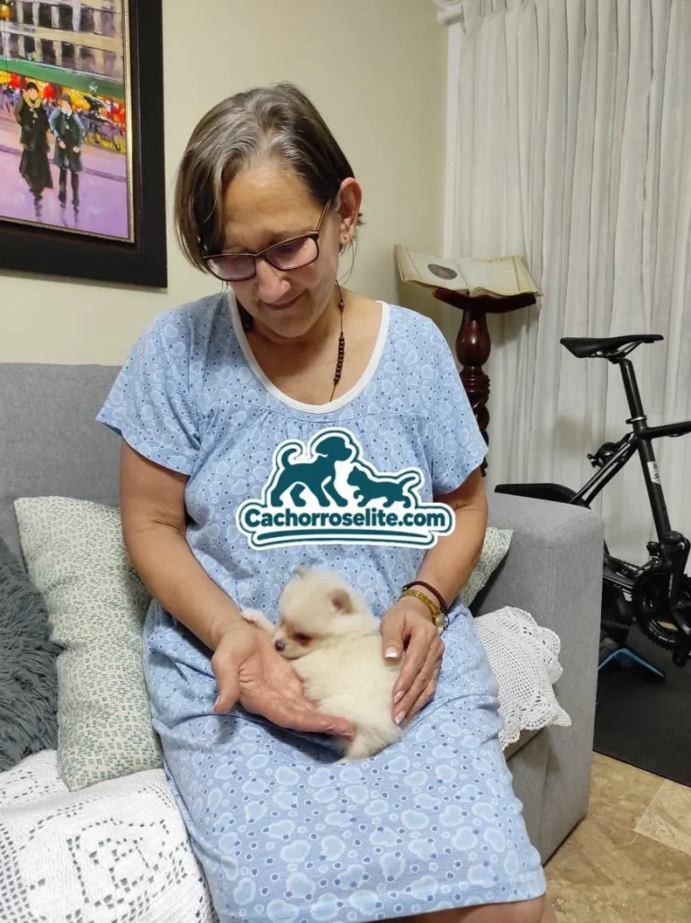 Señora con su cachorro Pomerania crema en el regazo