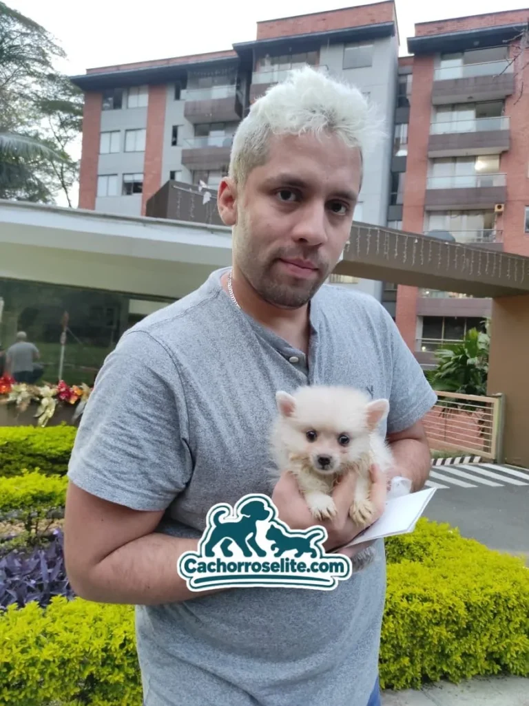 Cliente con su cachorro Pomerania crema y su guía de cuidados
