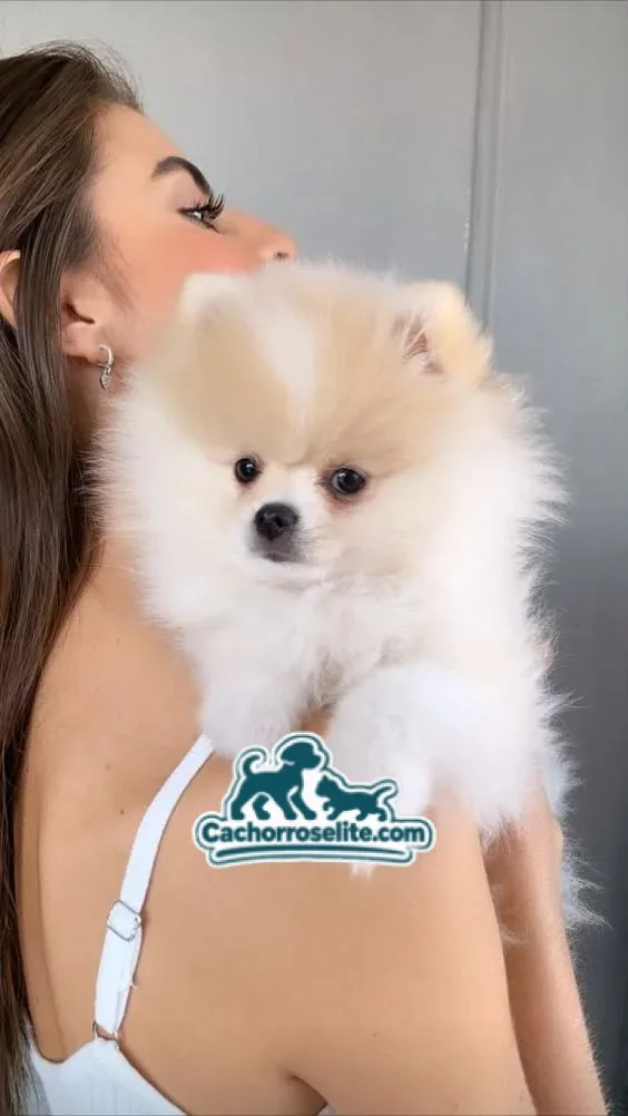 Cachorro Pomerania crema en el hombro de su dueña