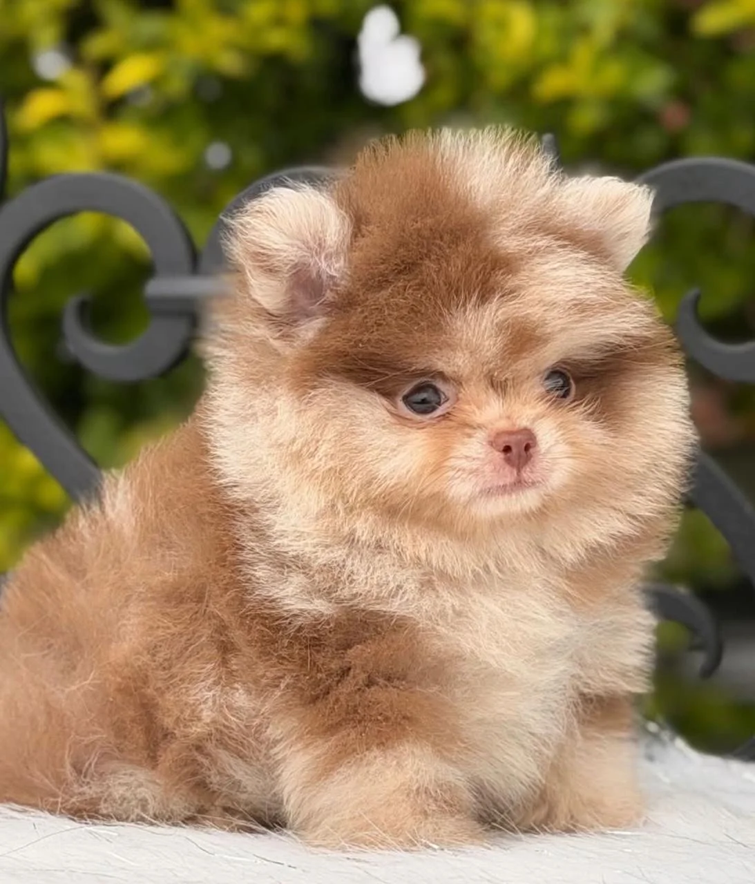 Cachorro Pomerania línea cara de oso chocomerle de PomeraniaStore