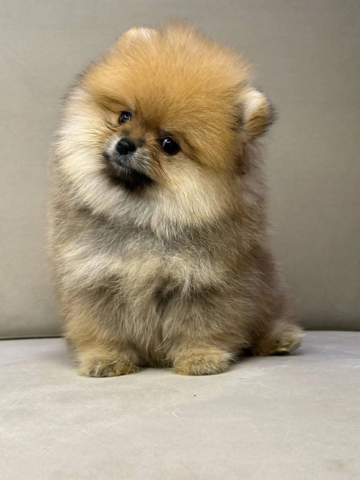Cachorro Pomerania línea cara de oso sable de PomeraniaStore