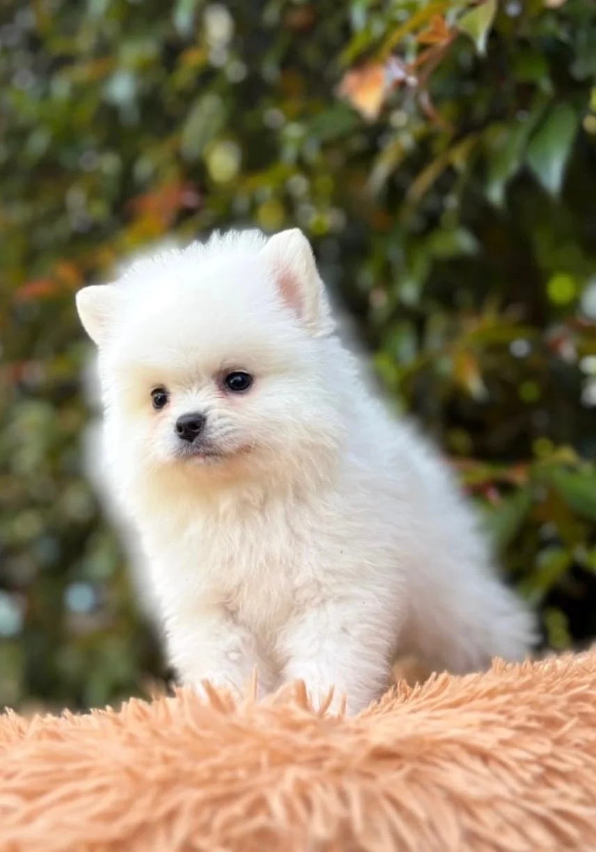 Cachorro Pomerania línea cara de zorro blanco de PomeraniaStore