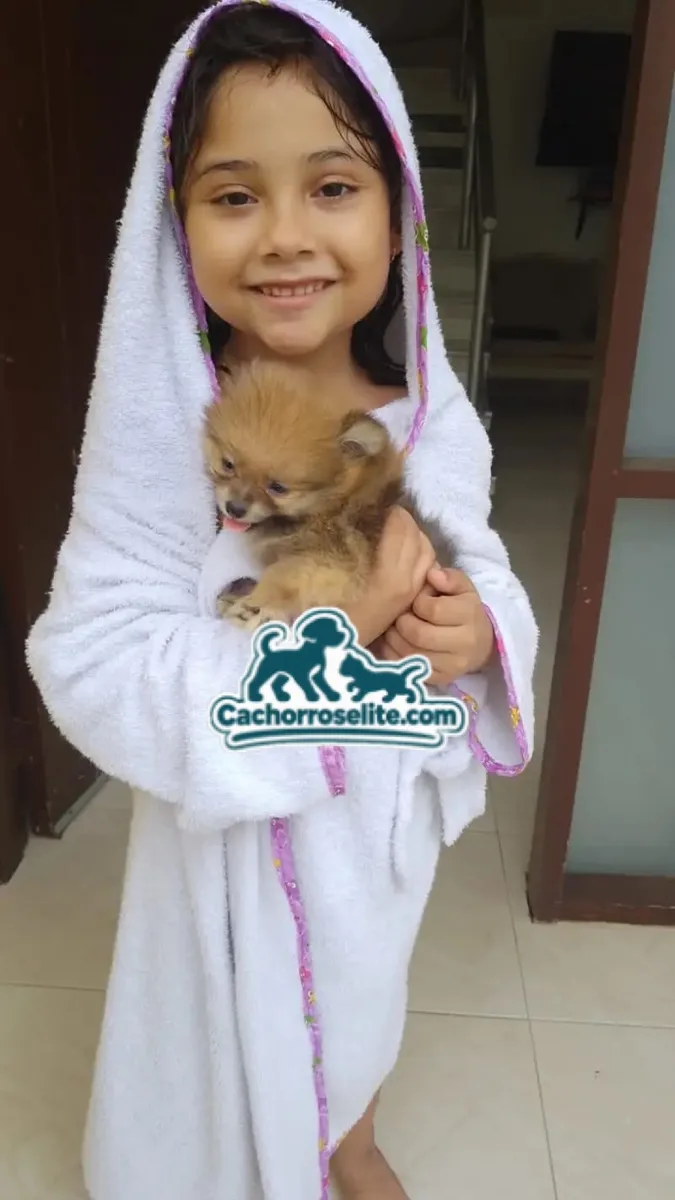 Niña sonriente abrazando a su cachorro Pomerania naranja